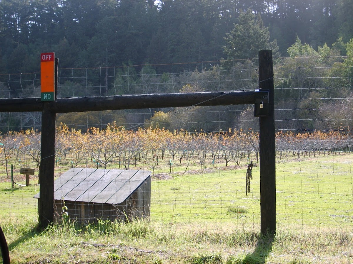 Swanton Pacific Ranch U-Pick Apples apple orchard in Davenport, California