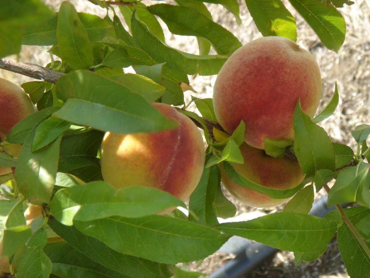 Rolling Prairie Farmers Alliance apple orchard in Lawrence, Kansas