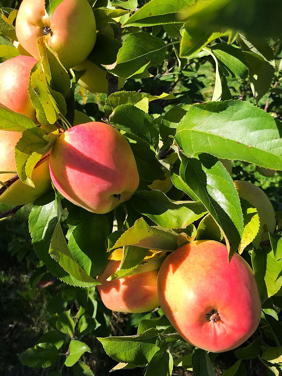 Rowe Orchards apple orchard in Newport, Maine