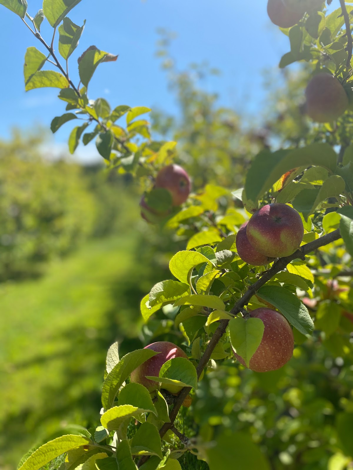 Narrow Lane Orchard apple orchard in North Kingstown, Rhode Island