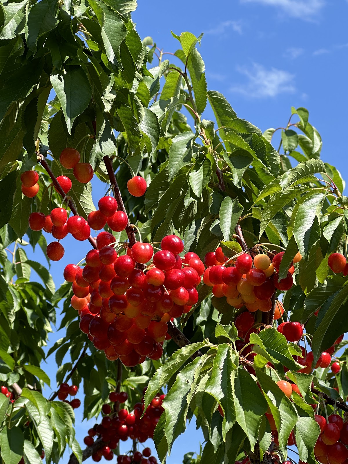 Williams Fruit Ranch apple orchard in Emmett, Idaho