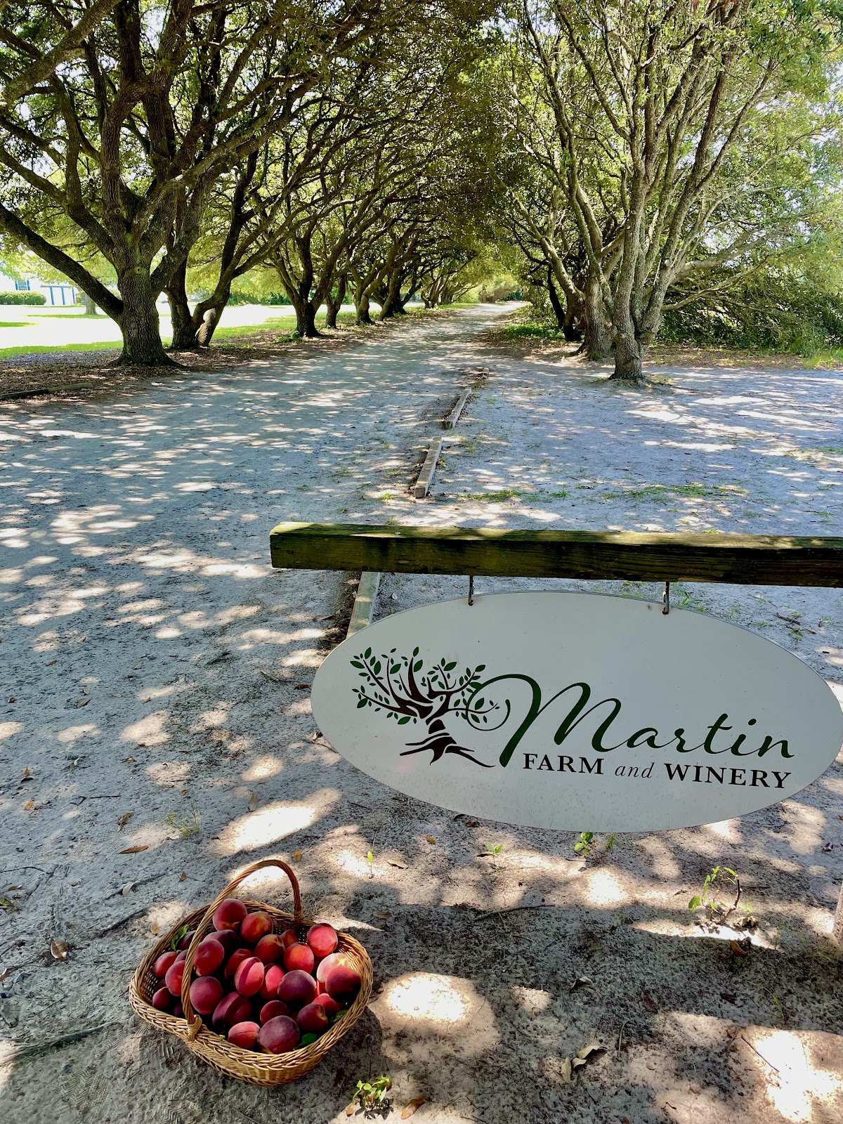 Martin Orchard and Vineyards apple orchard in Knotts Island, North Carolina