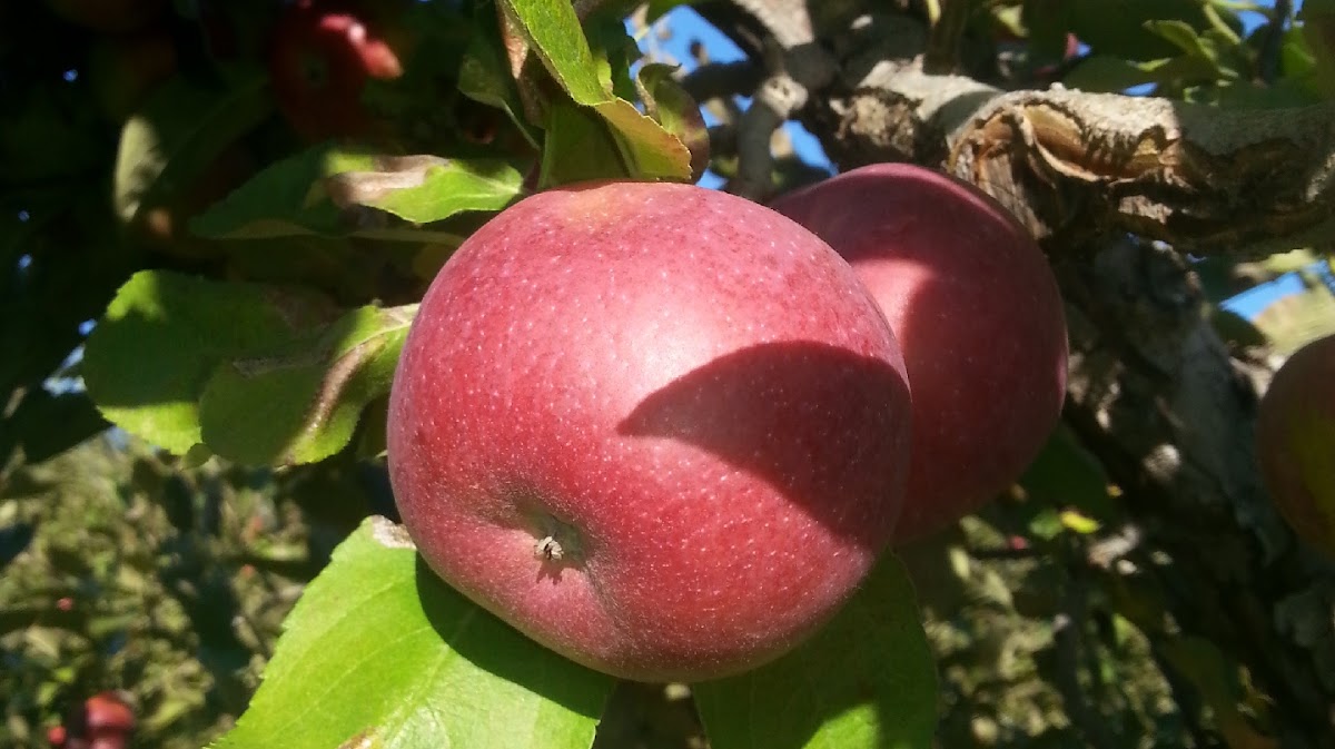 Windy Ridge Orchard apple orchard in North Haverhill, New Hampshire