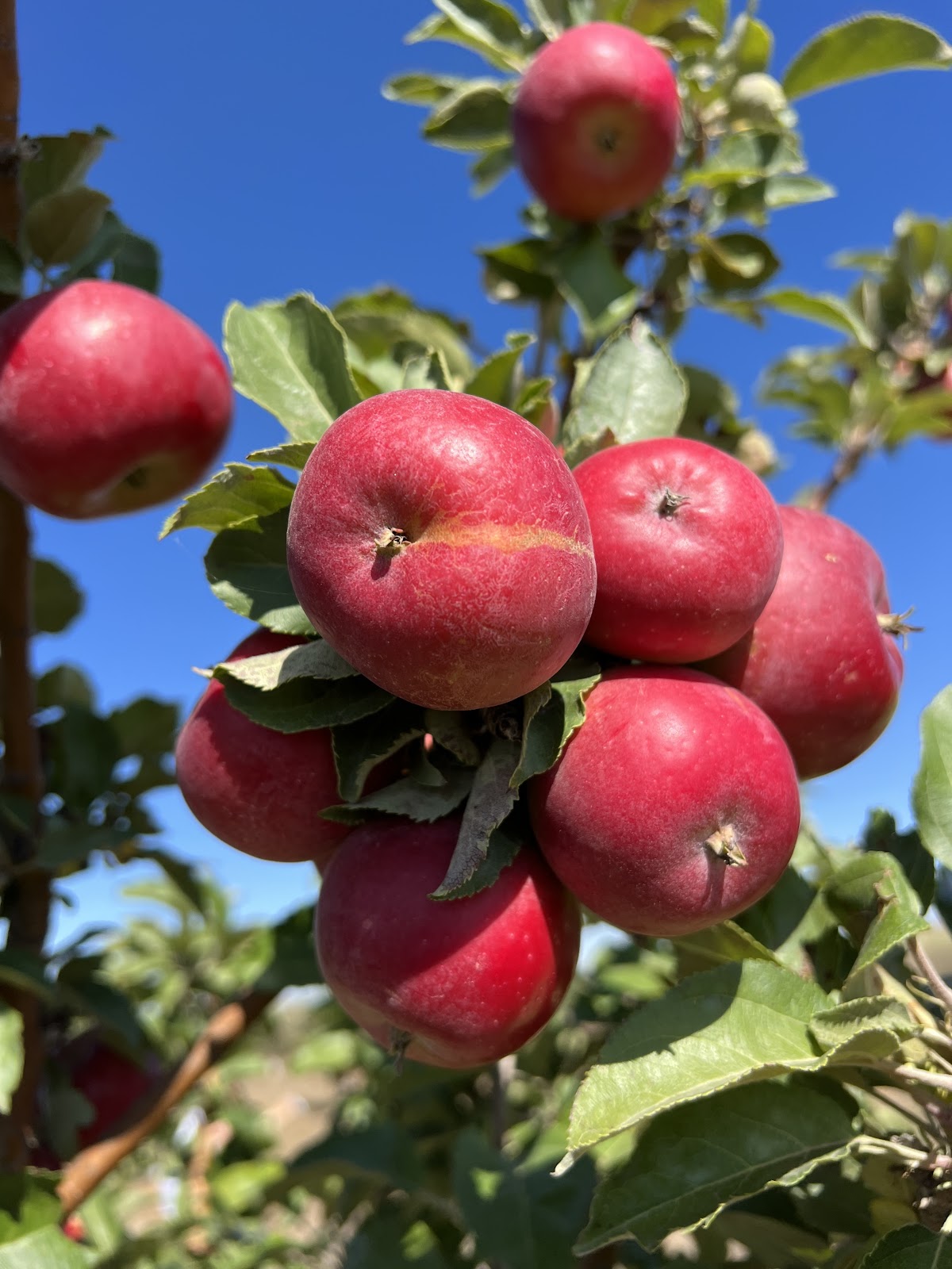 Adam’s Apple Orchard apple orchard in Ault, Colorado