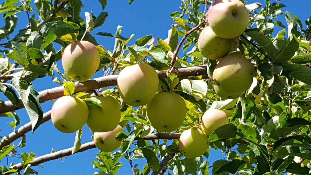 Tyler’s Rocky Point Orchard apple orchard in Emmett, Idaho