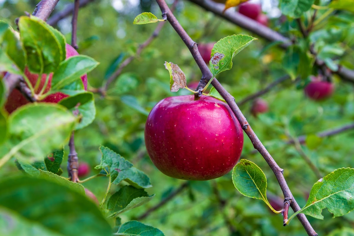 Charlie's Apples at Windy Hill Apple Farm apple orchard in Newark, Ohio