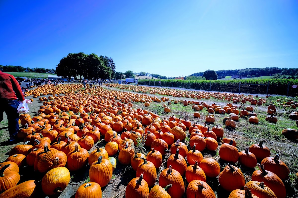 Grim's Orchard and Family Farm apple orchard in Breinigsville, Pennsylvania