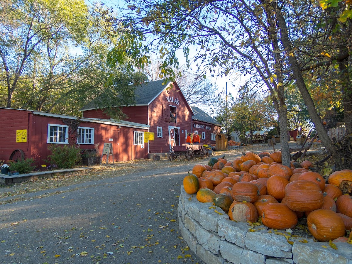 Vala's Pumpkin Patch & Apple Orchard apple orchard in Gretna, Nebraska