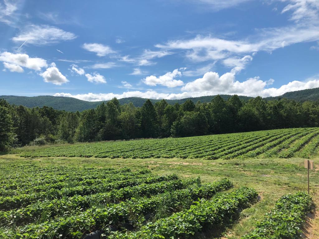 Critzer Farm & Nursery apple orchard in Afton, Virginia