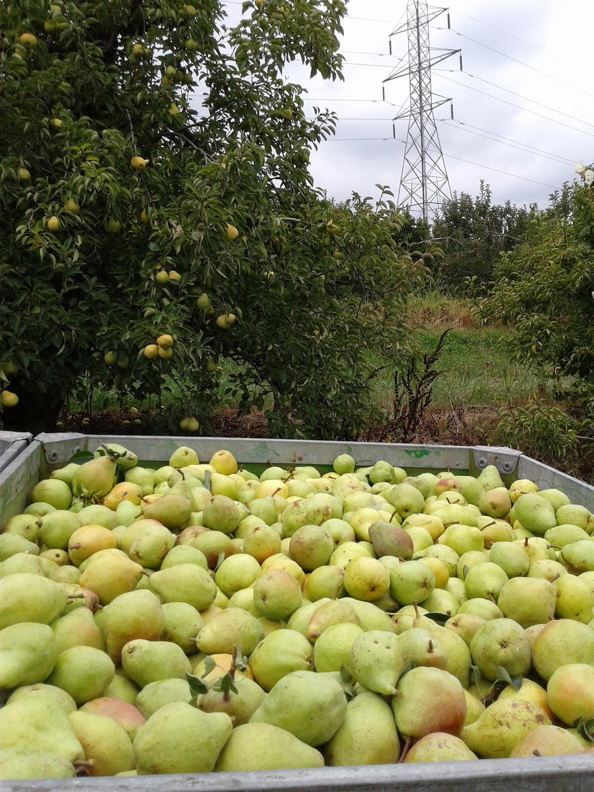 Beiersdorfer Orchard apple orchard in Guilford, Indiana