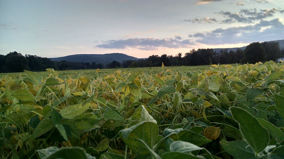 Catskill Cattle Co - Catskill Fresh CSA apple orchard in Deposit, New York