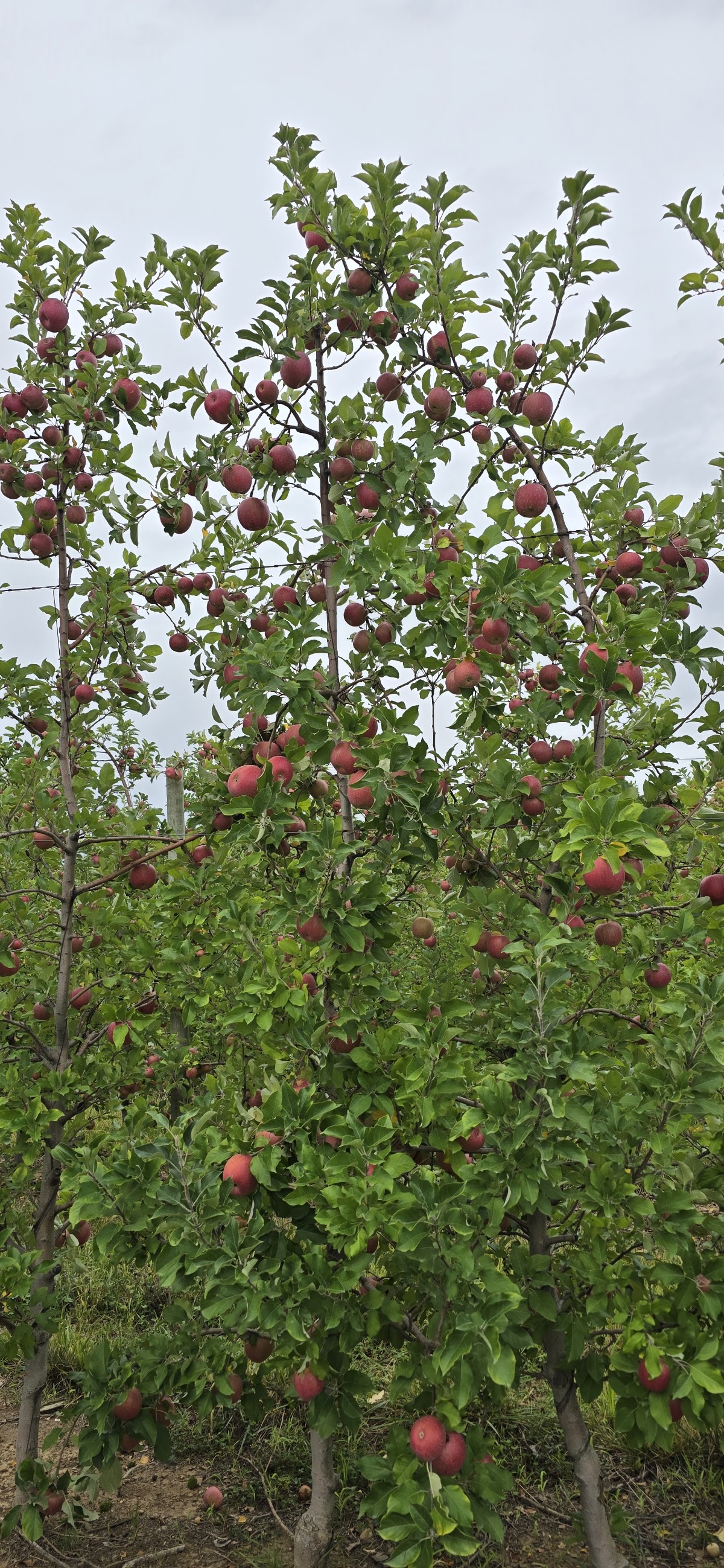 Bachman Sunny Hill Fruit Farm apple orchard in Carroll, Ohio