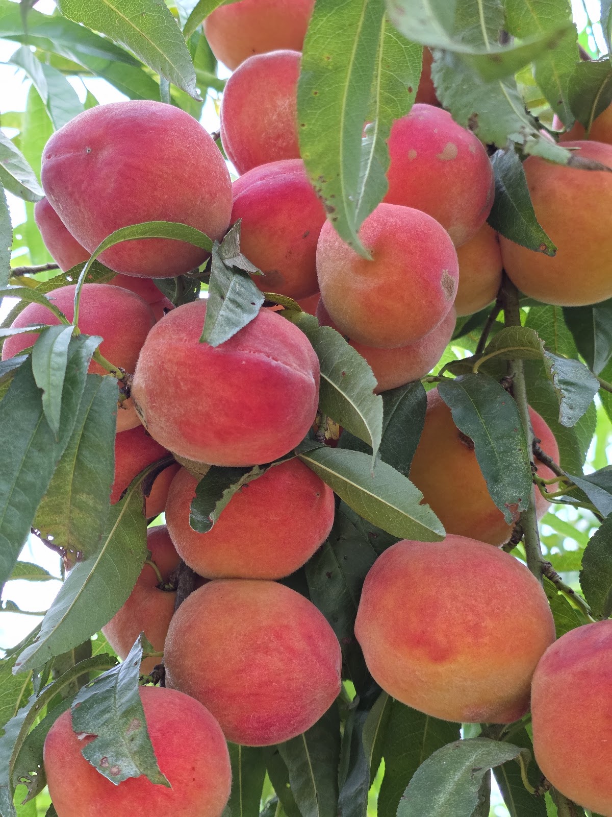 Vessey Orchards apple orchard in Westover, Delaware