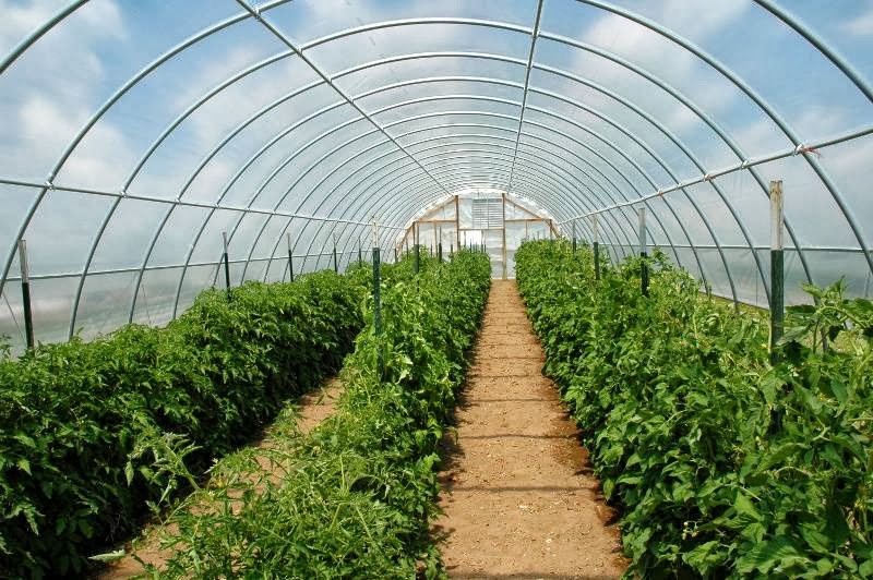 Tomato Mountain Farm apple orchard in Brooklyn, Wisconsin