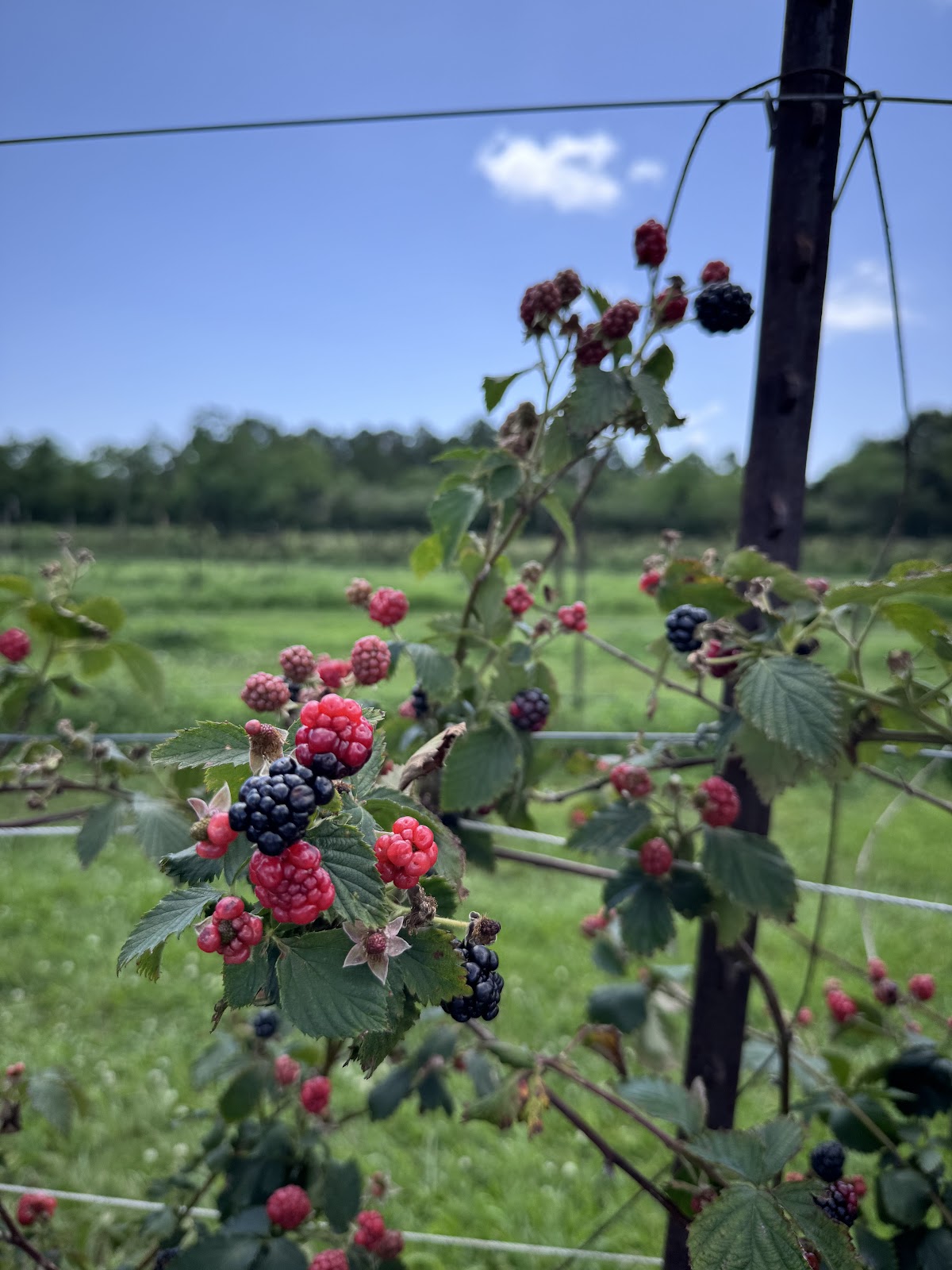 Fruits and Such Orchard apple orchard in Dickinson, Texas