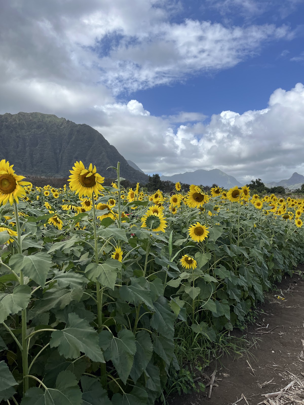 Waimānalo Country Farms apple orchard in Waimanalo, Hawaii