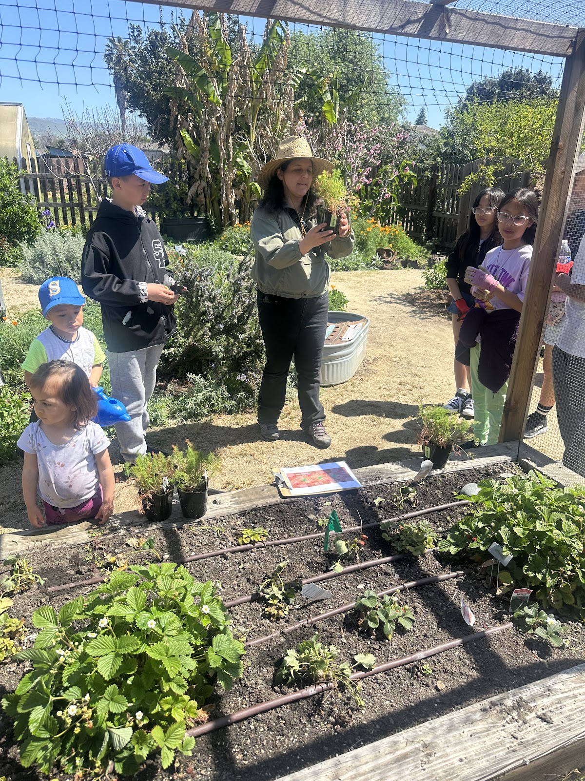 Veggielution Community Farm apple orchard in San Jose, California