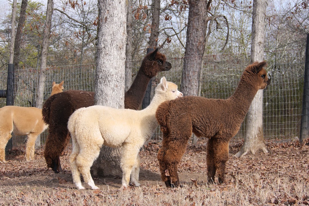 Apple Mountain Alpacas apple orchard in Clarkesville, Georgia