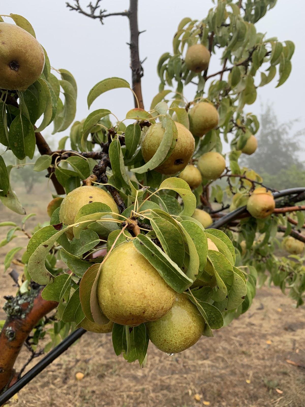 Apple Starr Orchard apple orchard in Julian, California