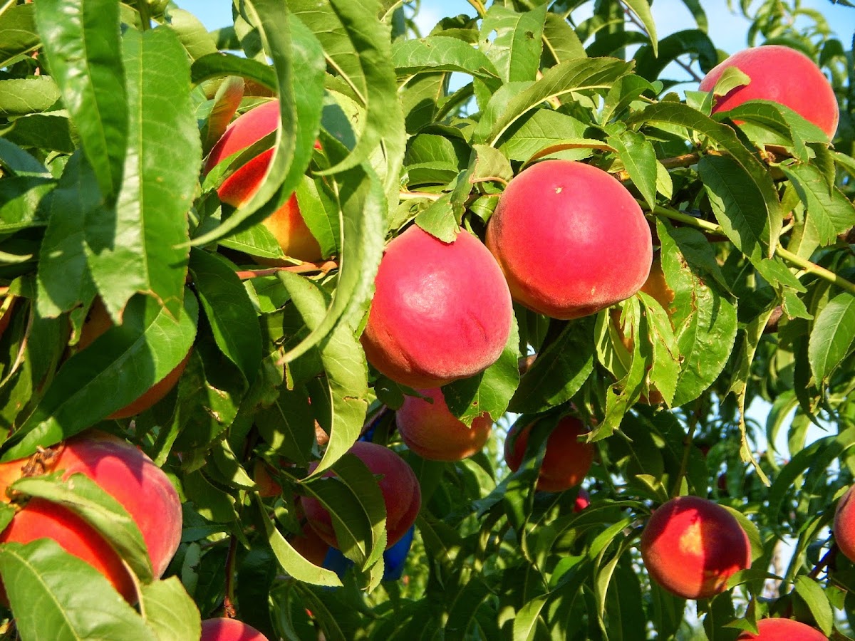 Chiles Peach Orchard apple orchard in Crozet, Virginia