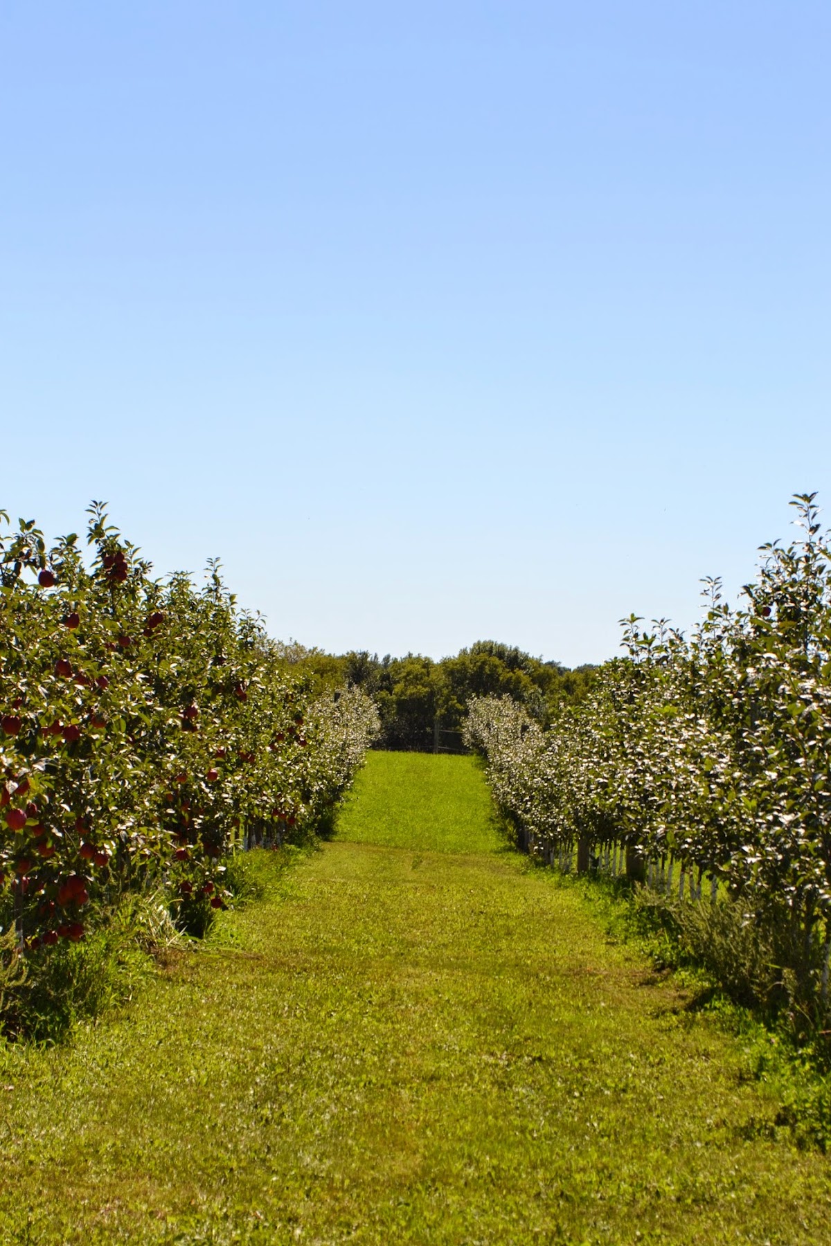 Apple Tree-O apple orchard in Delano, Minnesota