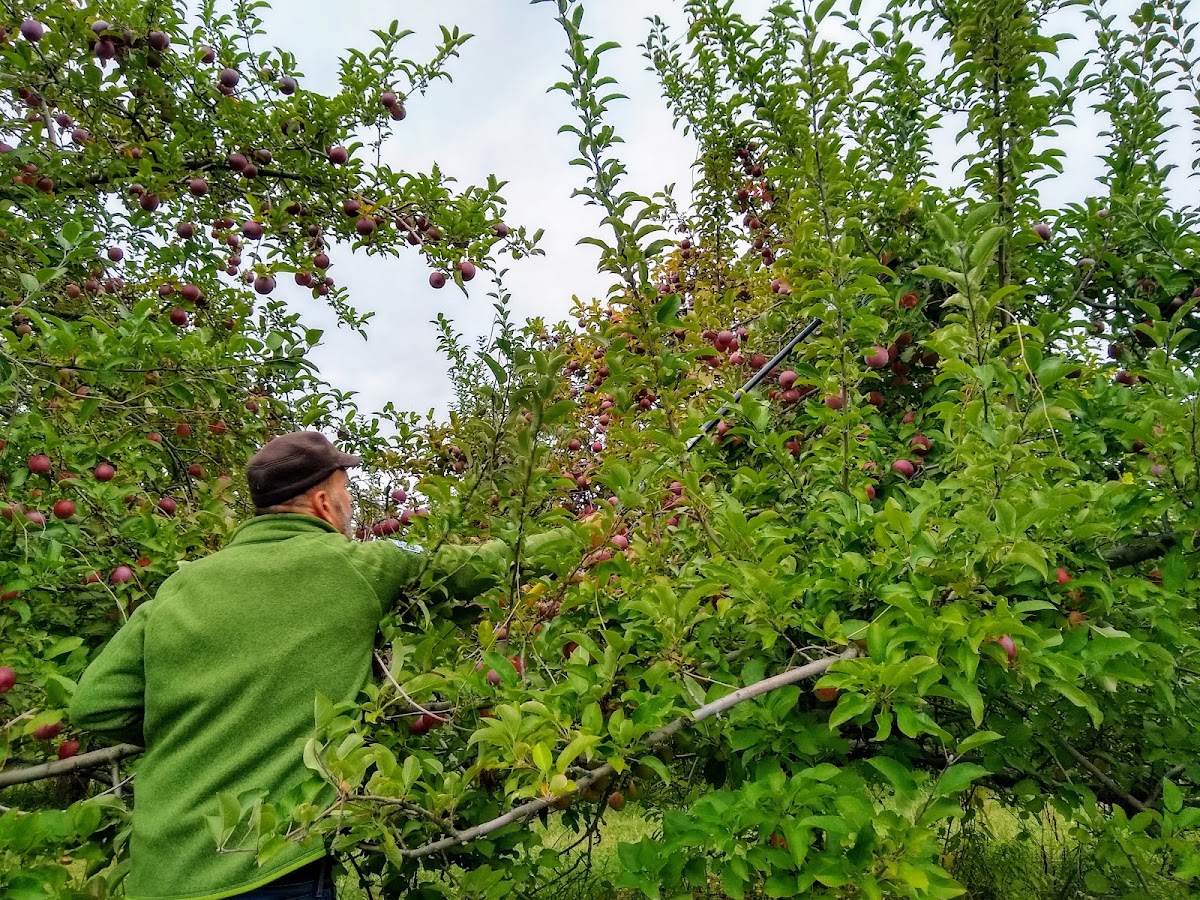 Apple Hill Orchard apple orchard in Whitehall, New York