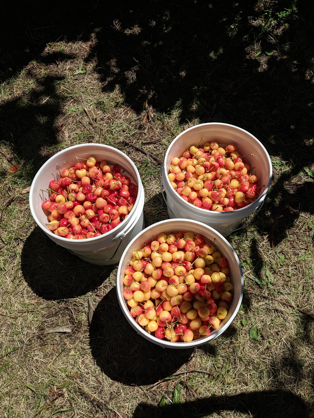 Stutzman Ranch apple orchard in Wenatchee, Washington