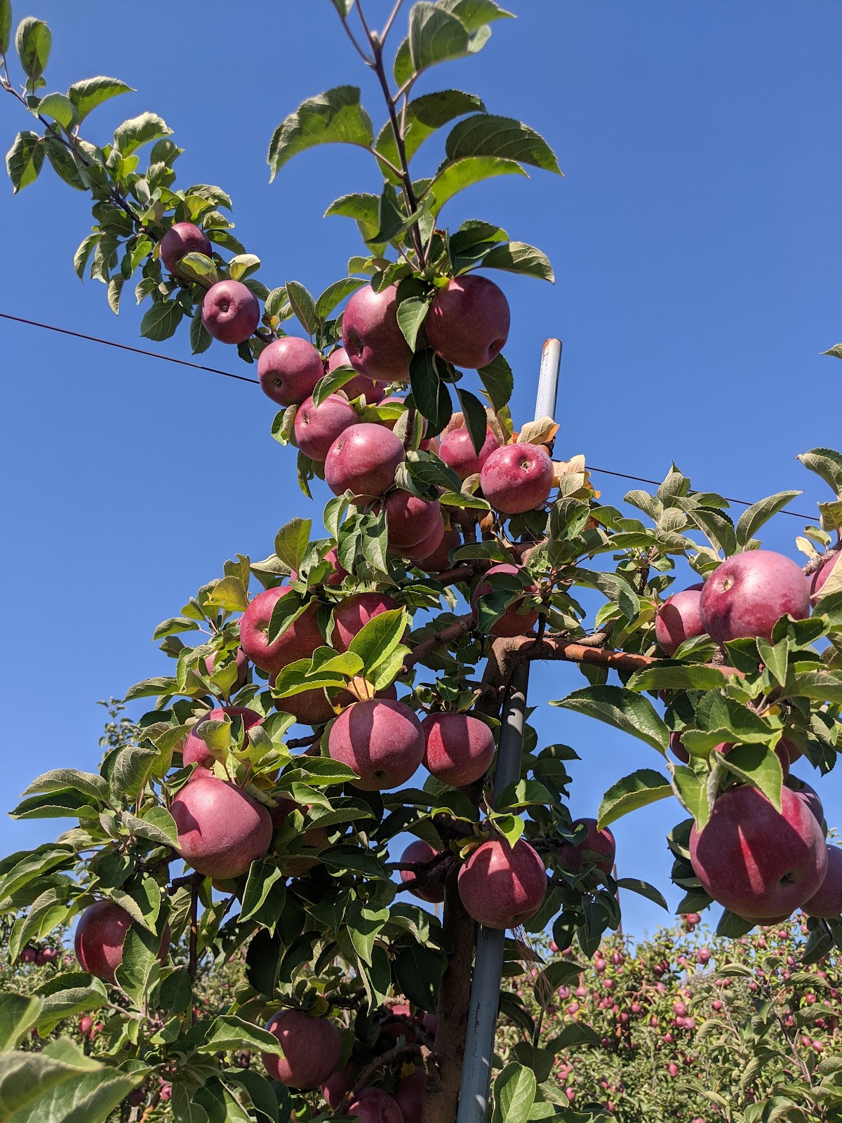 Green Brothers Apple Hills apple orchard in City of Binghamton, New York