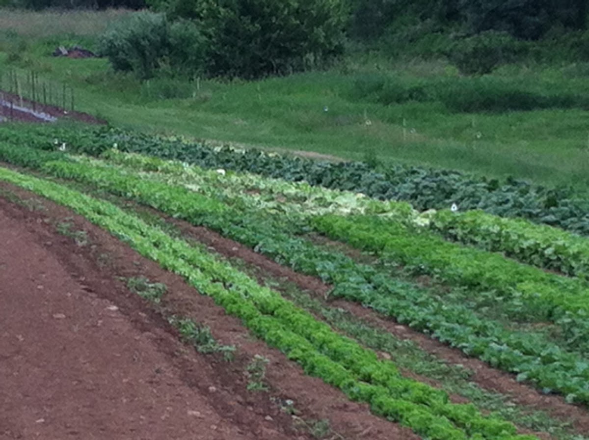 Vollmecke Orchards & CSA apple orchard in Coatesville, Pennsylvania