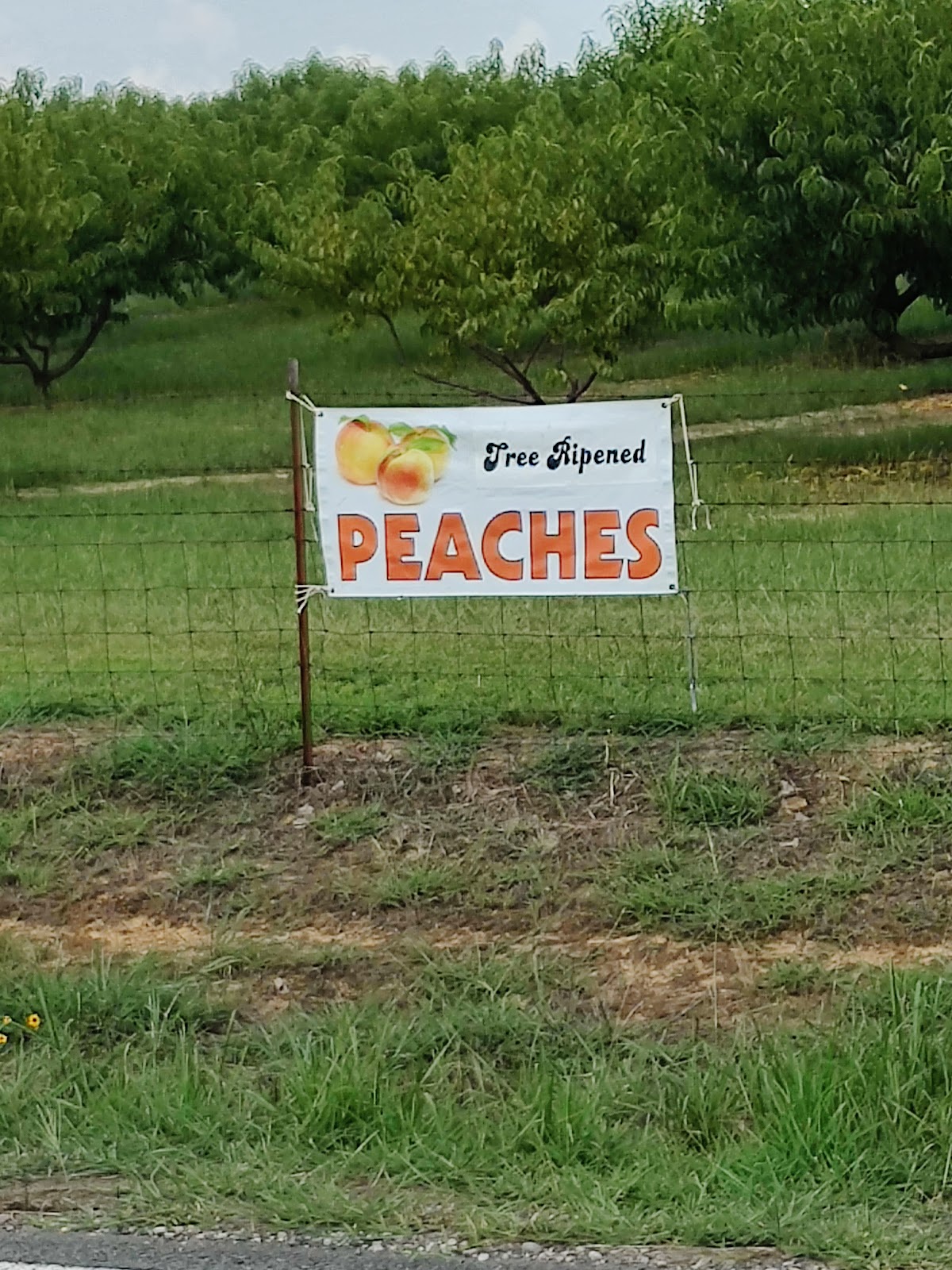 Cadron Crest Orchard apple orchard in Greenbrier, Arkansas