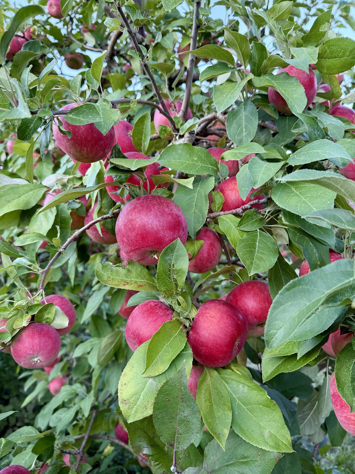 Applewood Orchard apple orchard in Lakeville, Minnesota