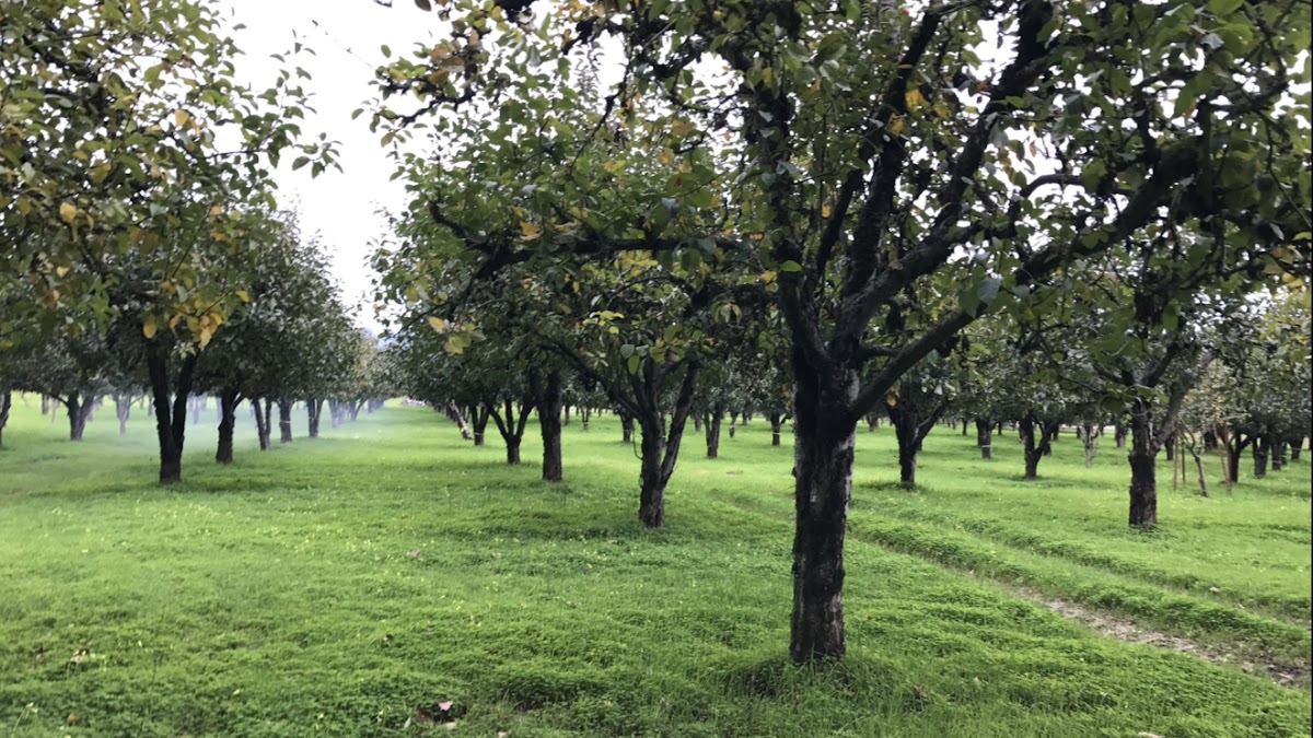 Apple A Day apple orchard in Sebastopol, California
