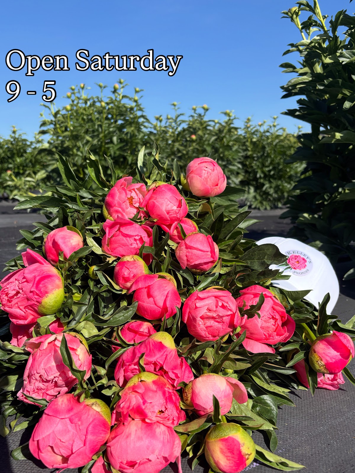Kelley’s Canyon Orchard apple orchard in Filer, Idaho