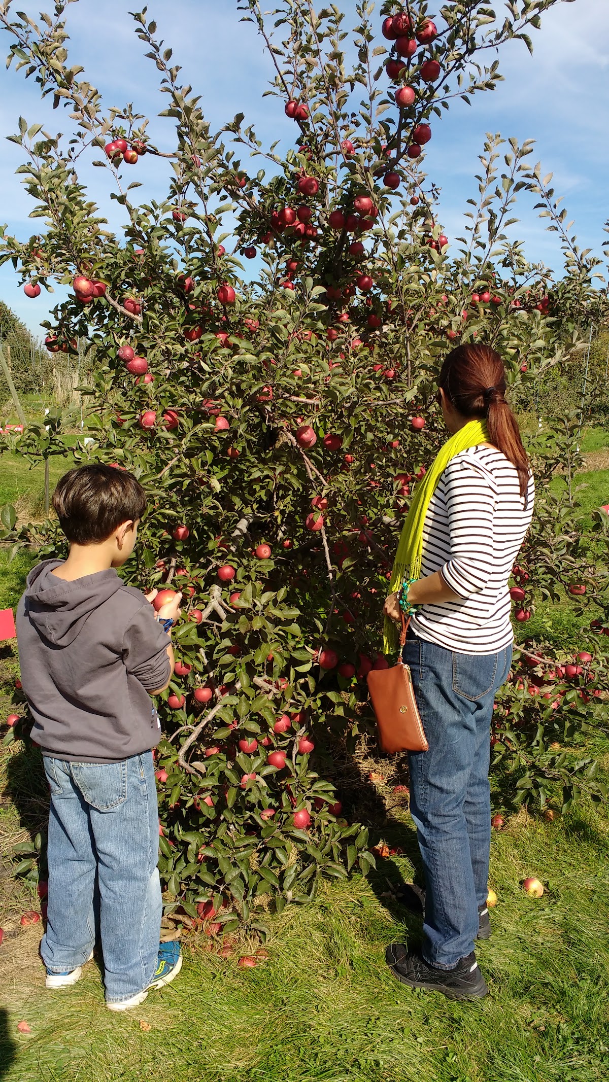Lang's Orchard apple orchard in Woodstock, Illinois