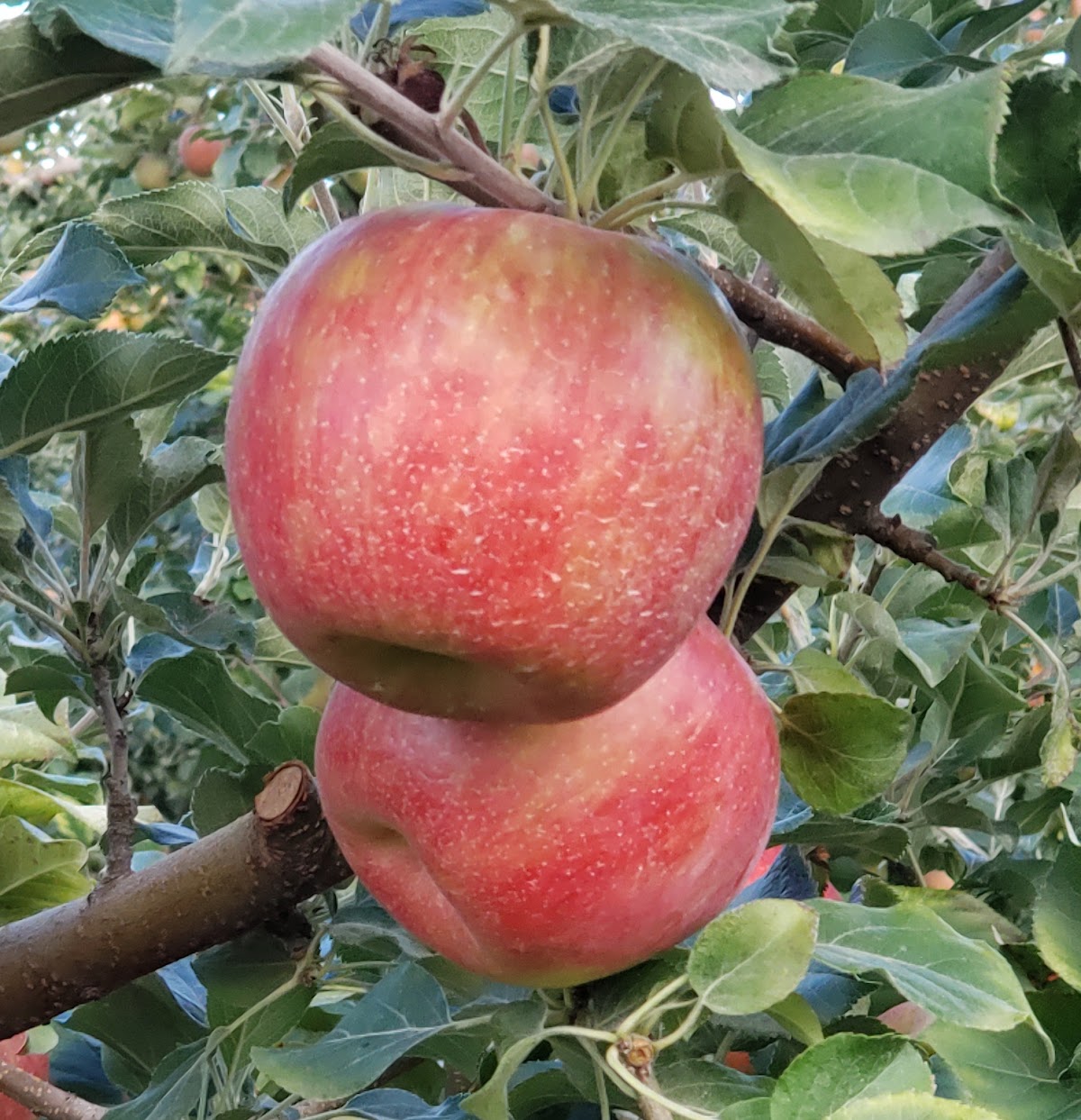 Bill's Berry Farm apple orchard in Grandview, Washington