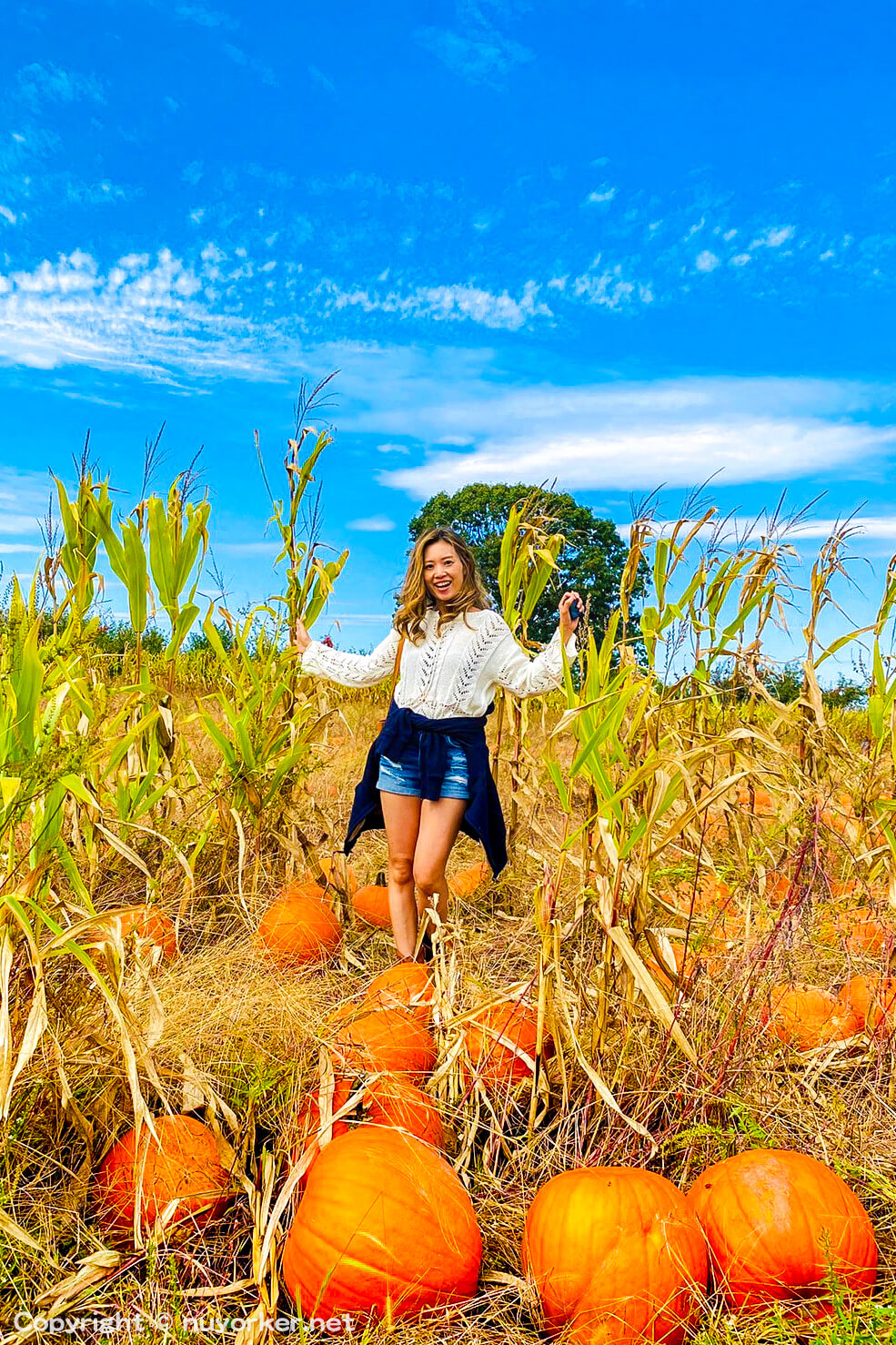 Wilkens Fruit & Fir Farm apple orchard in Yorktown Heights, New York