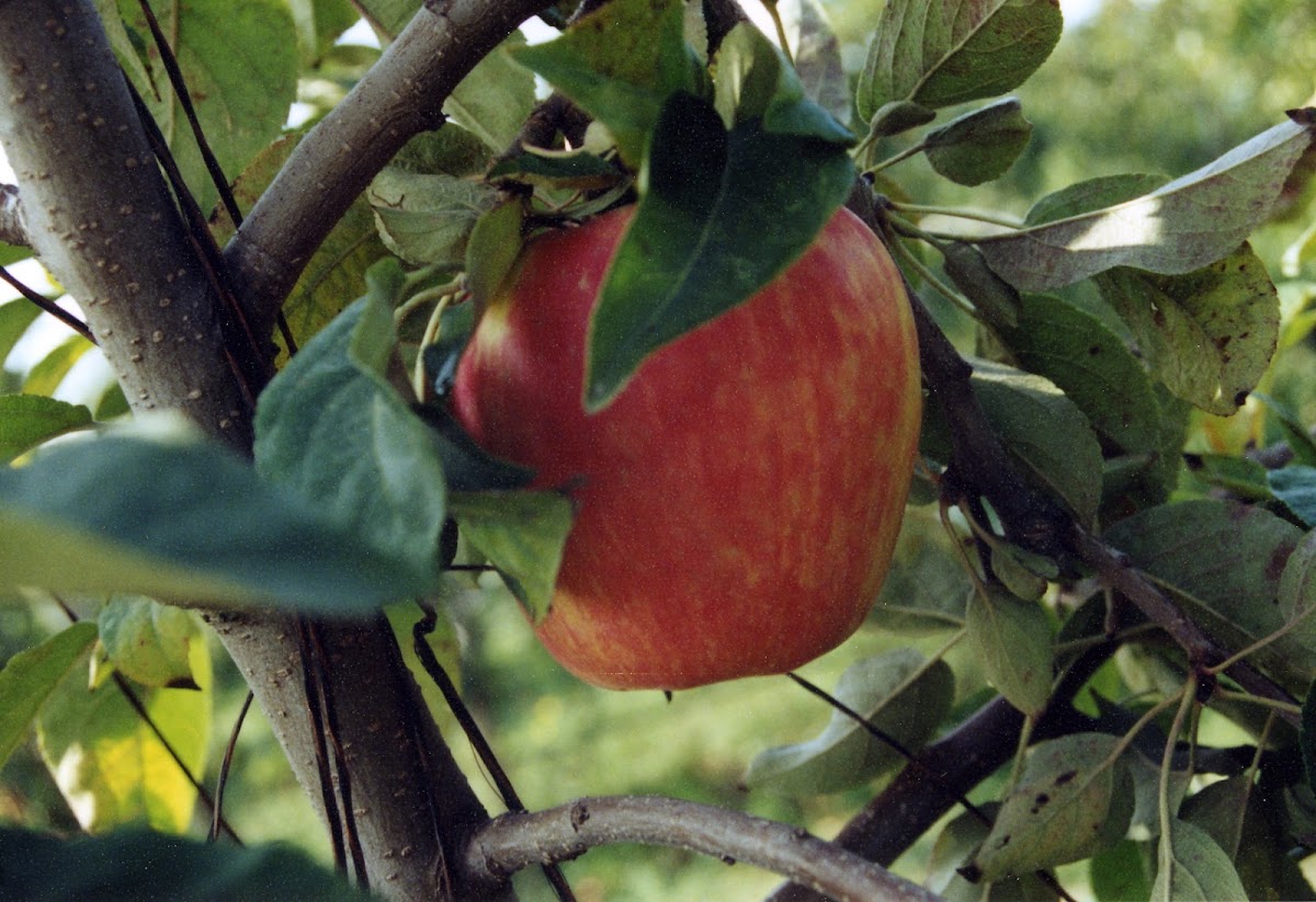 Sm’Apples apple orchard in Ferndale, Washington