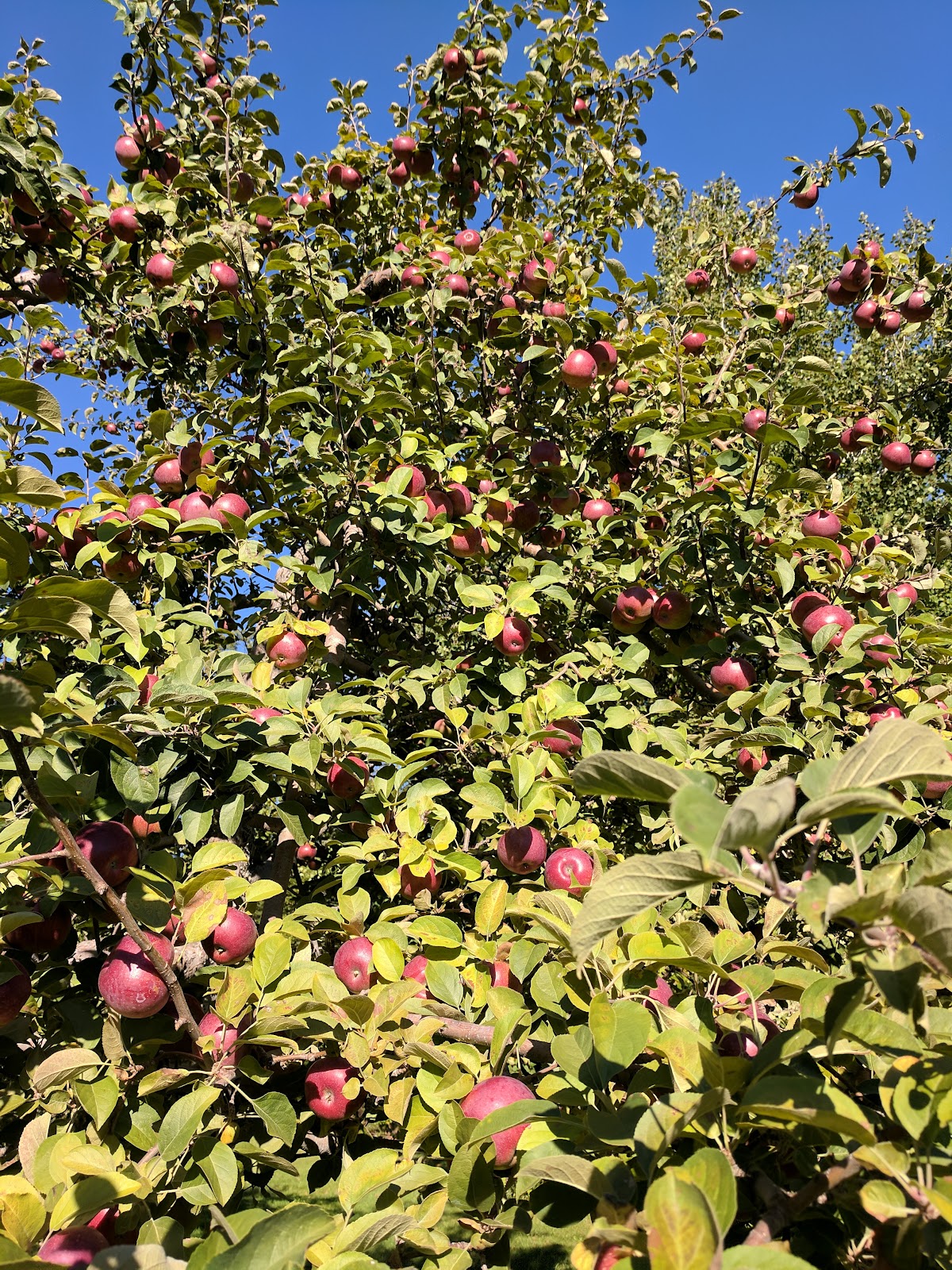 Jameson's High Meadow Farm apple orchard in Chester, Massachusetts