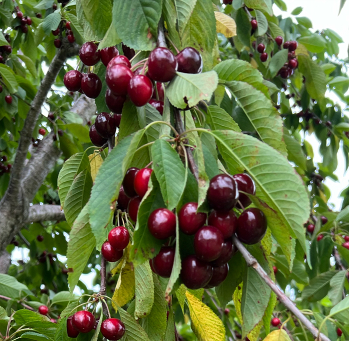 Robertson Orchard apple orchard in Sturgeon Bay, Wisconsin