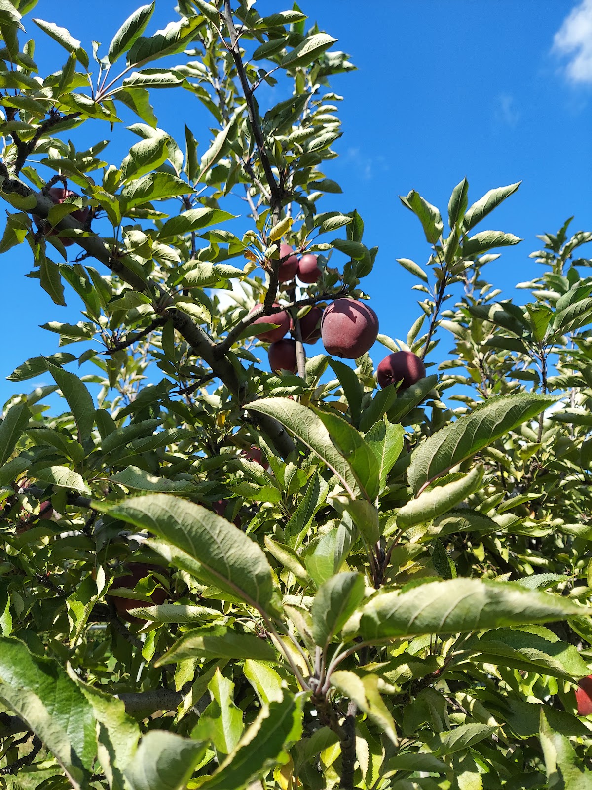Wright's Orchard and Dried Flower Farm apple orchard in Tolland, Connecticut