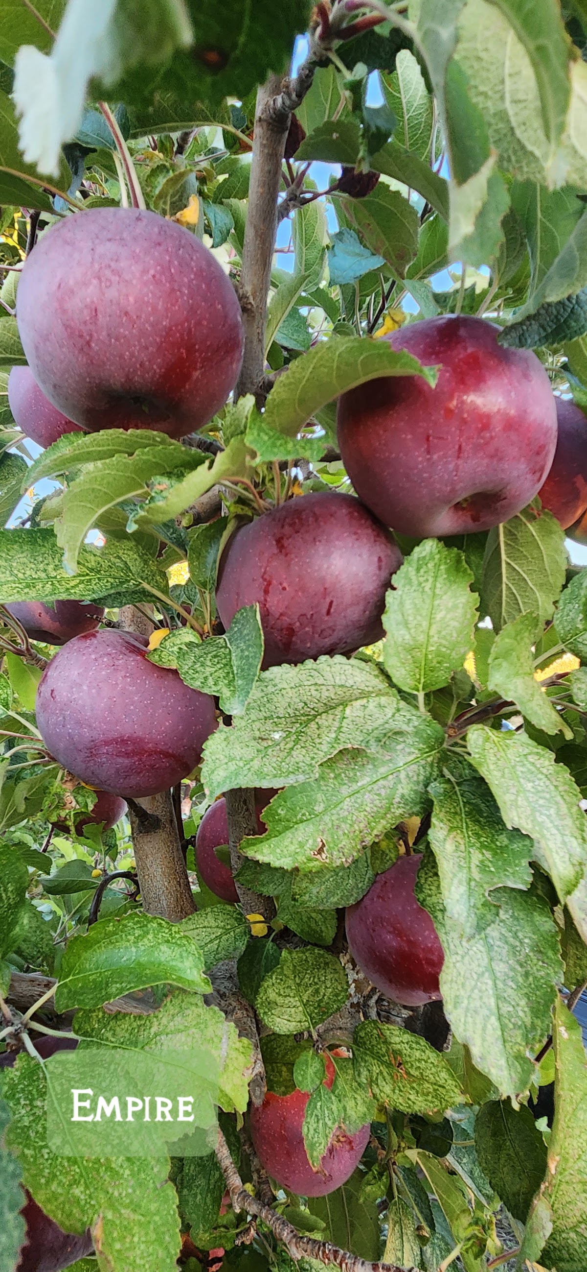 Ela Family Farms CSA apple orchard in Hotchkiss, Colorado