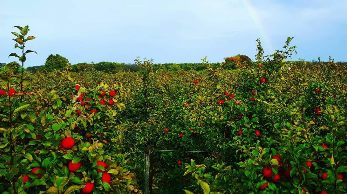 Barthel Fruit Farm apple orchard in Mequon, Wisconsin