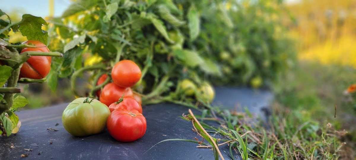 Front Porch Pickings apple orchard in Jacksonville to Daytona, Florida