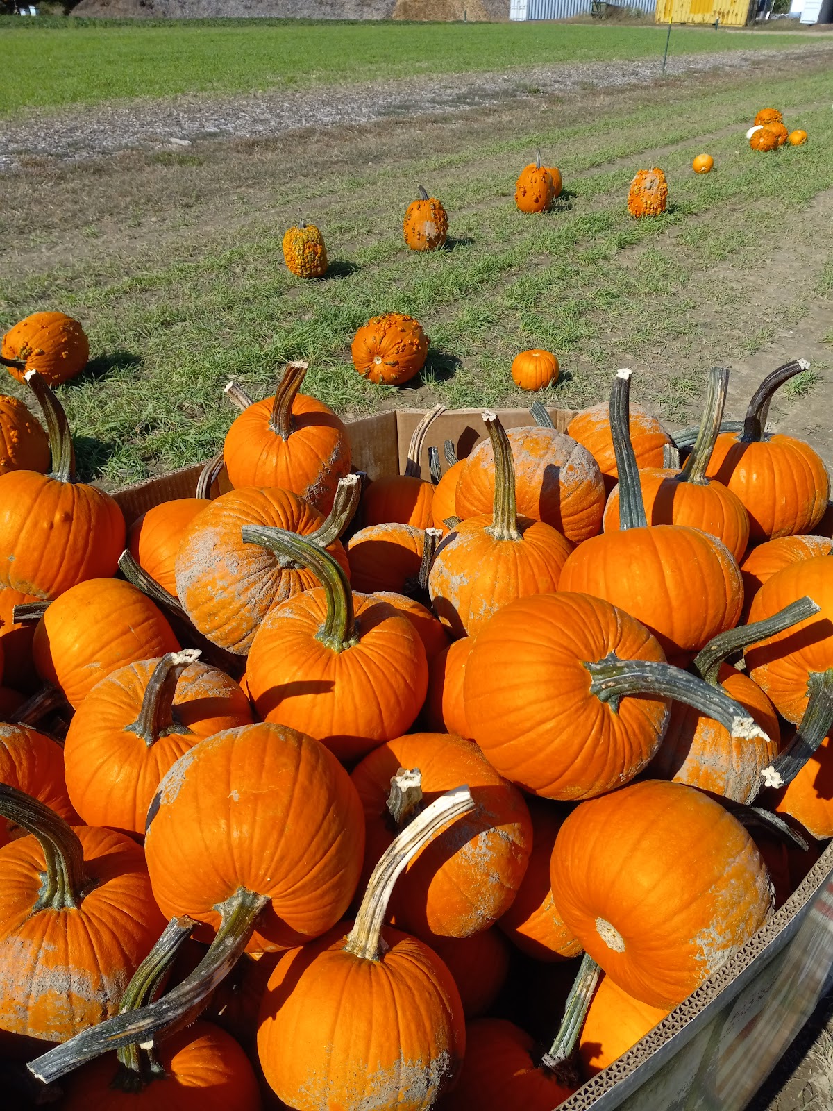 Tony Andrews Farm apple orchard in East Falmouth, Massachusetts
