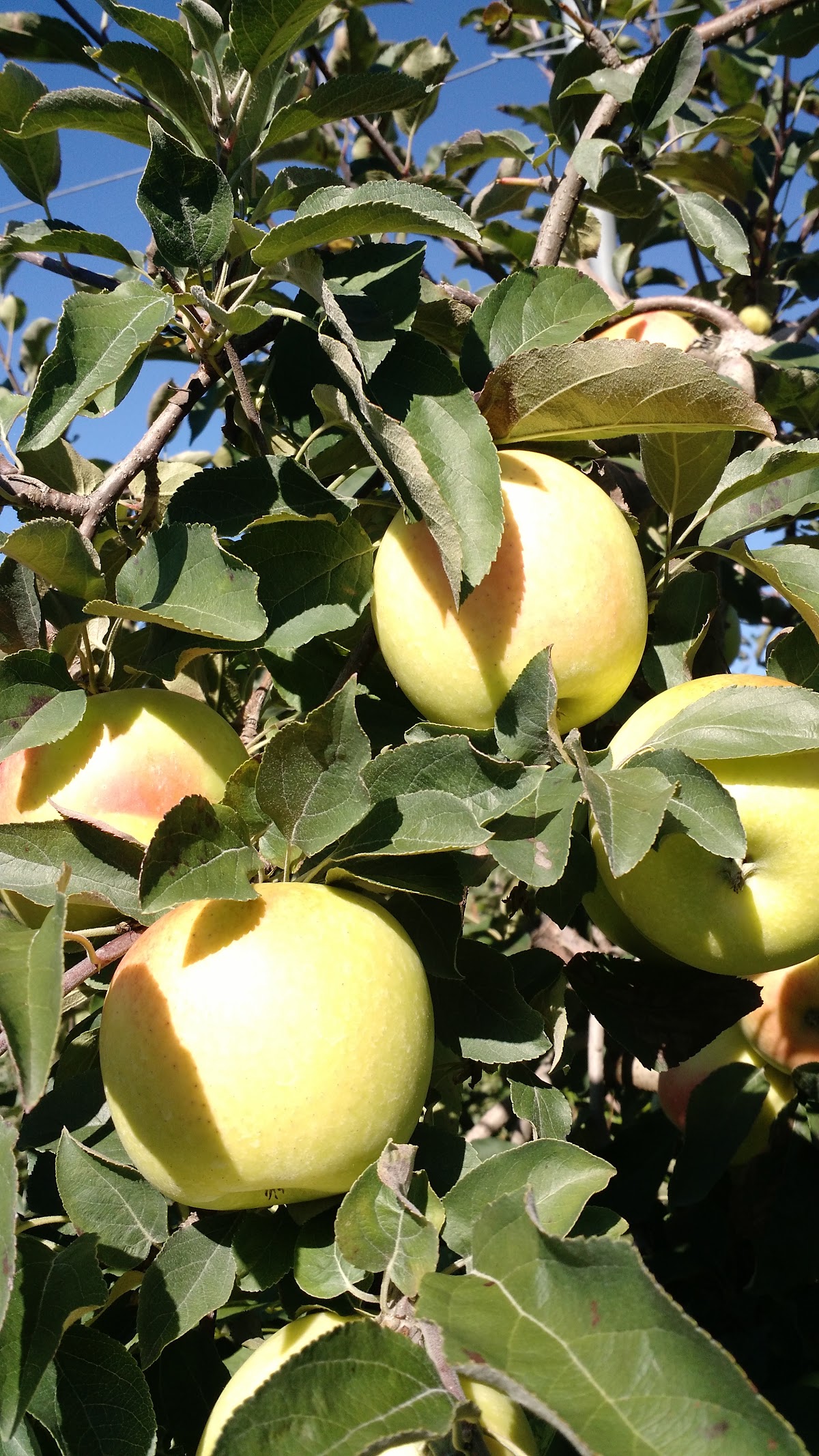 Bellinger's Orchard apple orchard in Fultonviille, New York