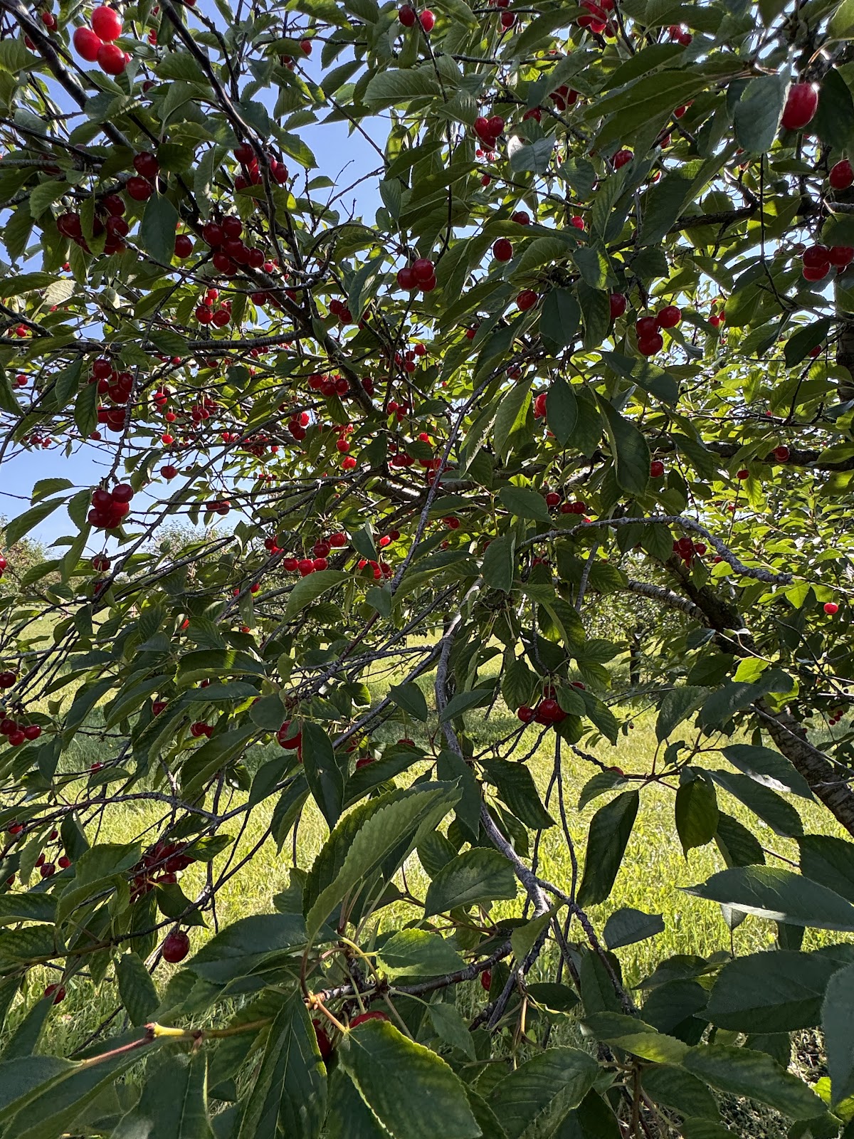 Meleddy Cherry Orchard apple orchard in Sturgeon Bay, Wisconsin