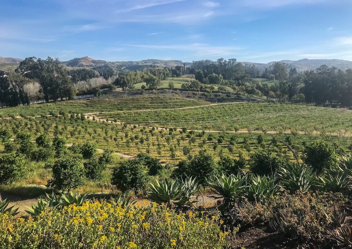 Rancho Piccolo Organic Farm apple orchard in Atwater, California