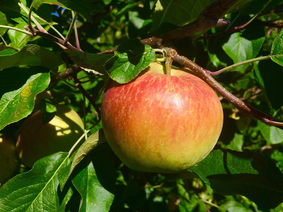 Western Montana Growers Cooperative apple orchard in Missoula, Montana