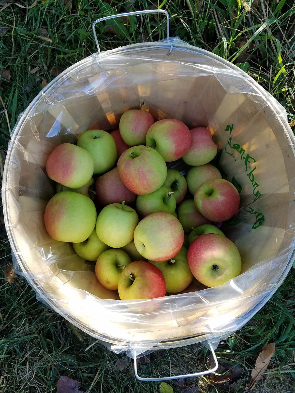 Morgan Orchard apple orchard in Sinks Grove, West Virginia