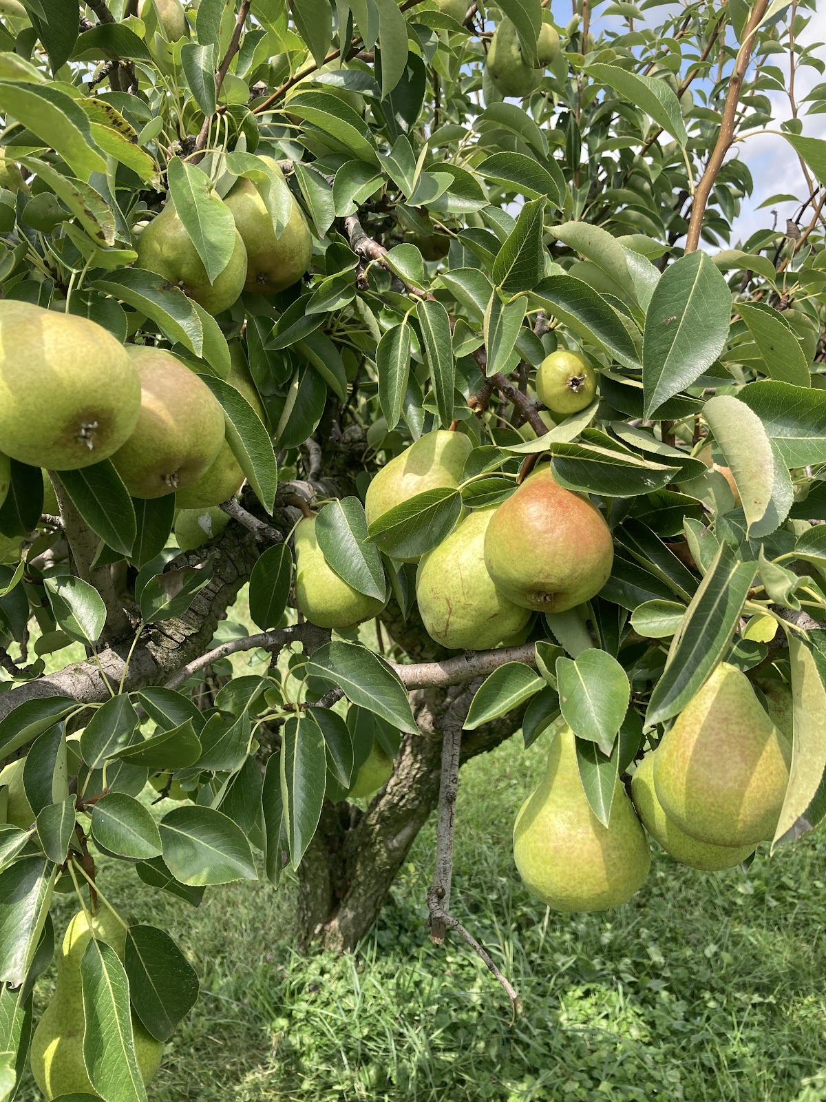 Pick"n"Save Orchard apple orchard in Medina, Ohio